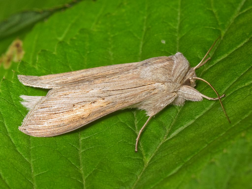 Cucullia umbratica (Linnaeus, 1758)